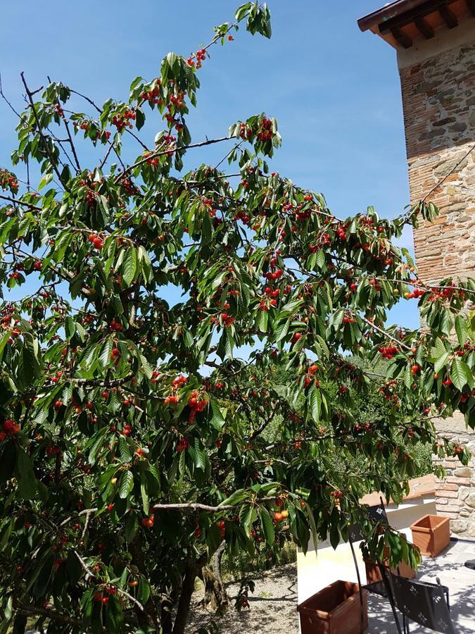 Agriturismo Il Pintello San Casciano in Val di Pesa Buitenkant foto